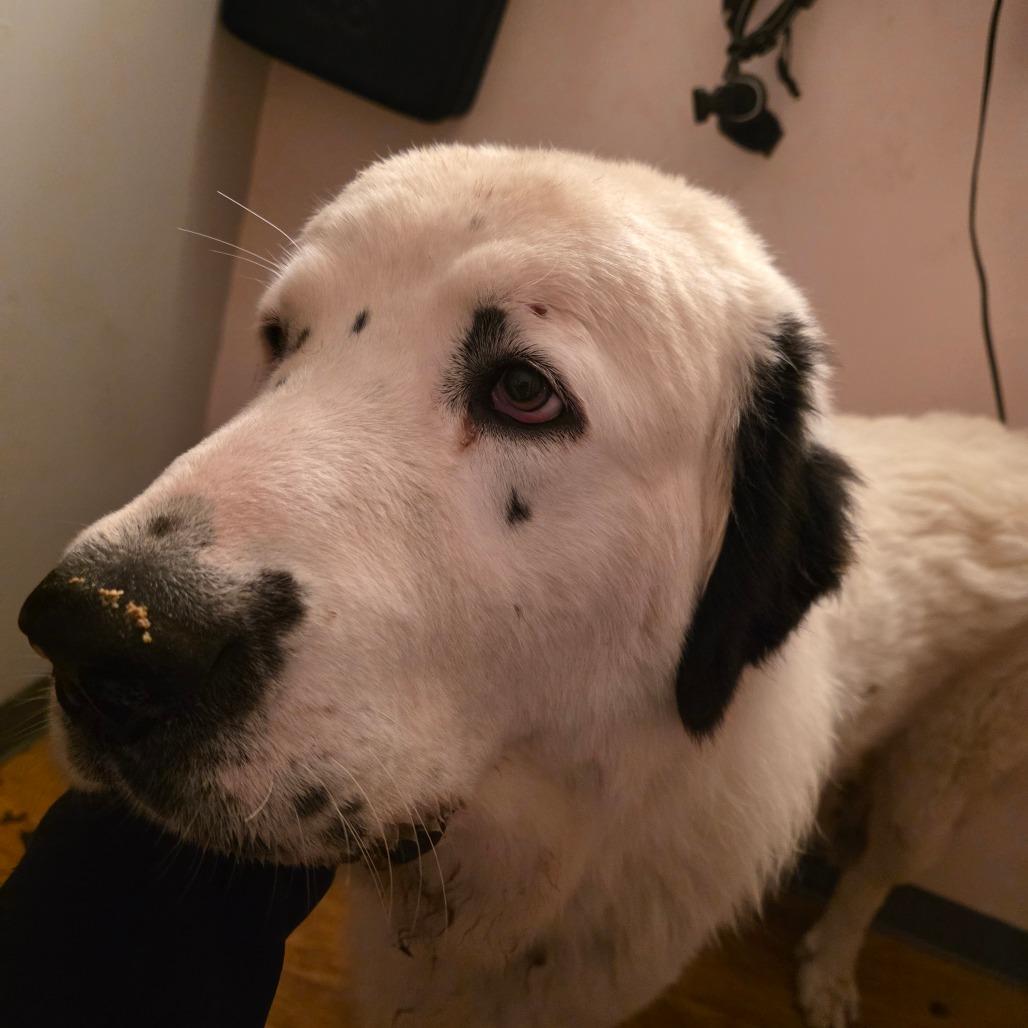 Davis, a Adoptable Great Pyrenees in Glenfield, NY image 5/5