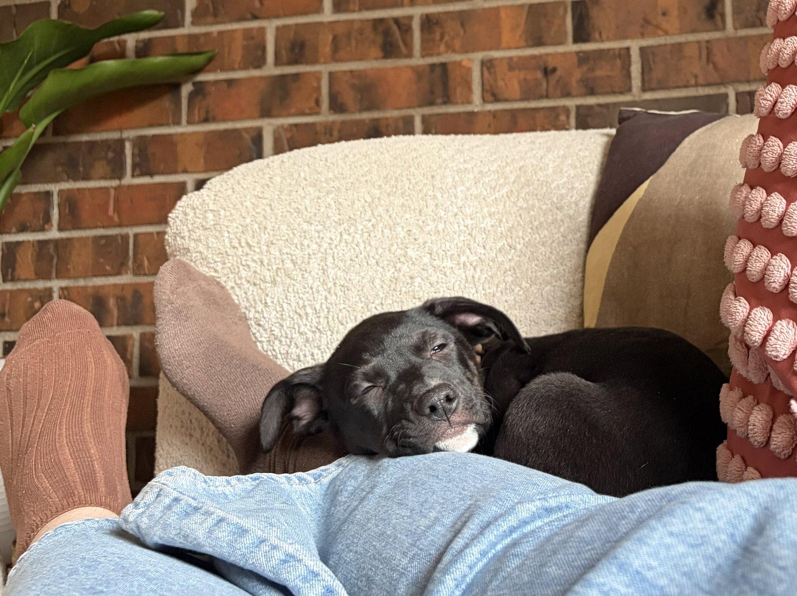 Rose #5, Adopted, Puppy Female Labrador Retriever.