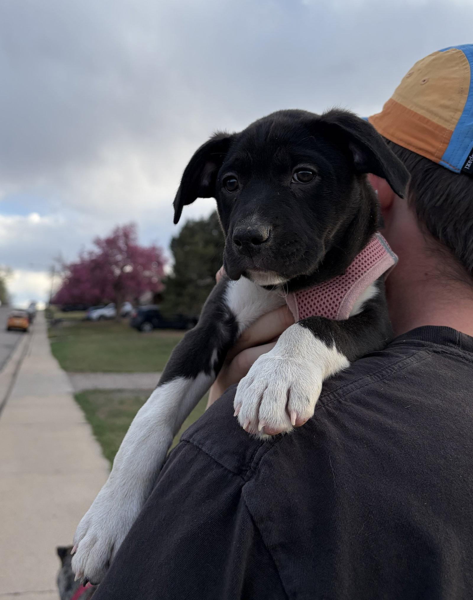 Enlarge Rose #5, a Adopted Labrador Retriever in Aurora, CO image 2/3