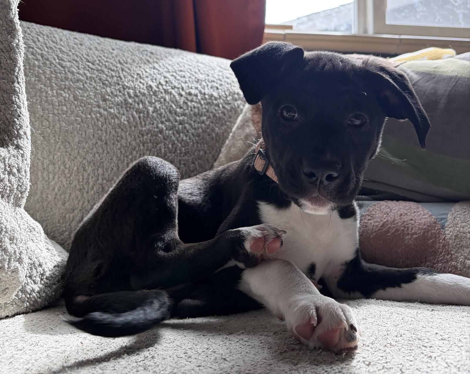 Enlarge Rose #5, a Adopted Labrador Retriever in Aurora, CO image 3/3