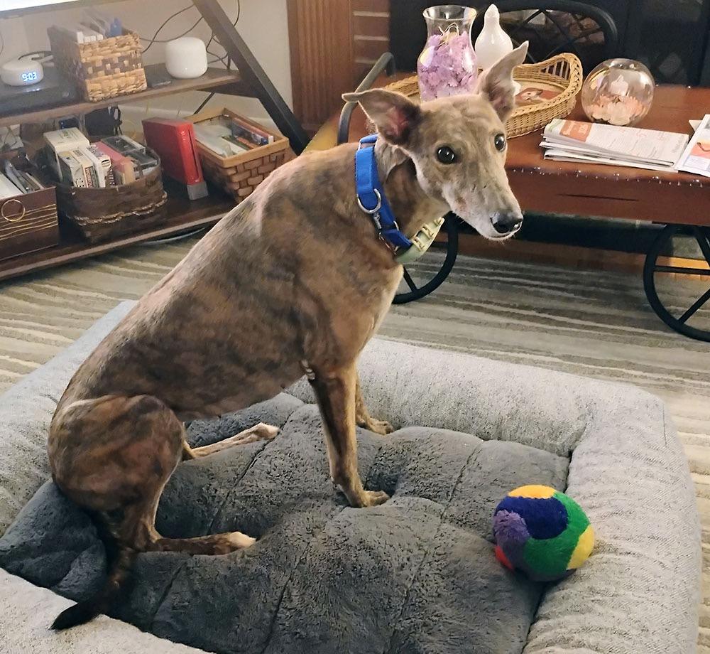 Molly, a ADOPTABLE Greyhound in Ware, MA image 2/4