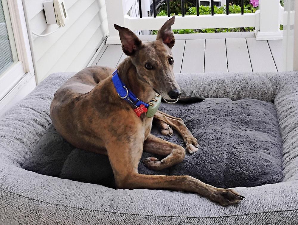 Molly, a ADOPTABLE Greyhound in Ware, MA image 3/4