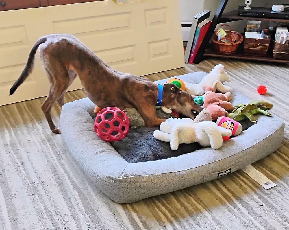 Molly, a ADOPTABLE Greyhound in Ware, MA image 4/4