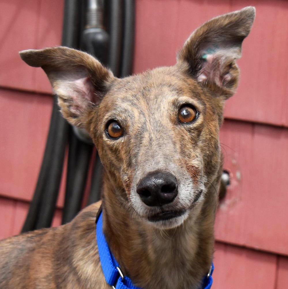 Molly, ADOPTABLE, Adult Female Greyhound.