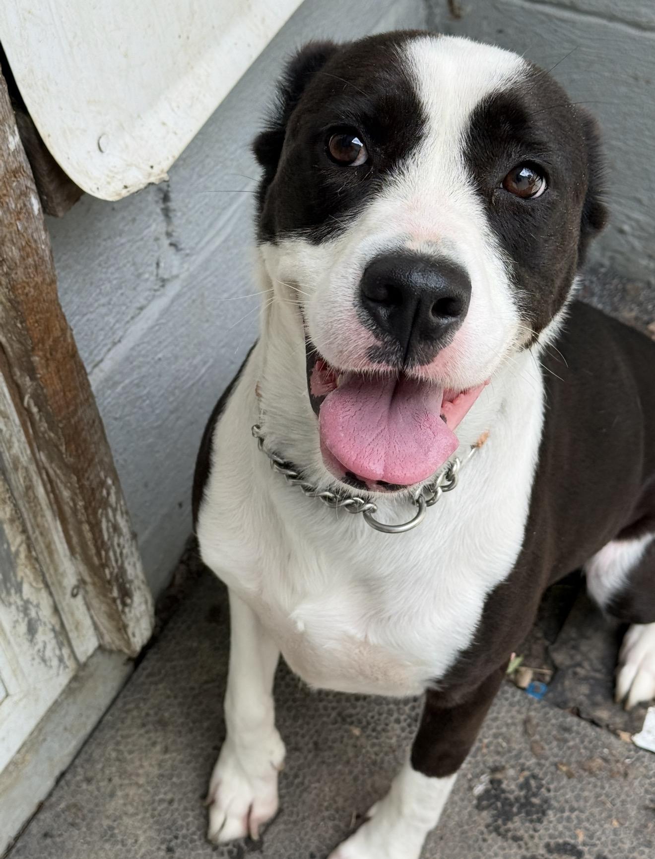 Rosie, Adoptable, Adult Female Mixed Breed.