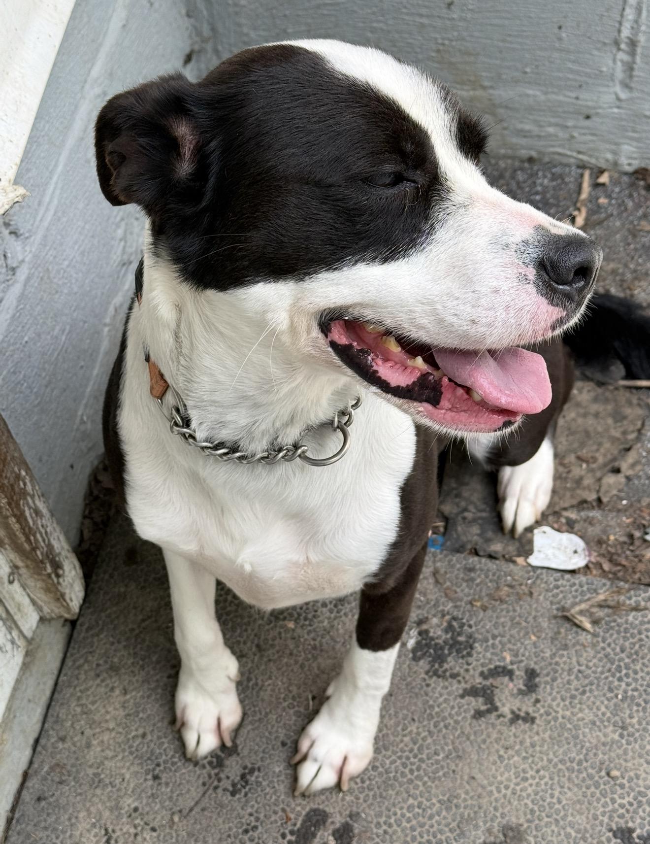 Enlarge Rosie, a Adoptable mixed breed in Middlefield , OH image 5/5