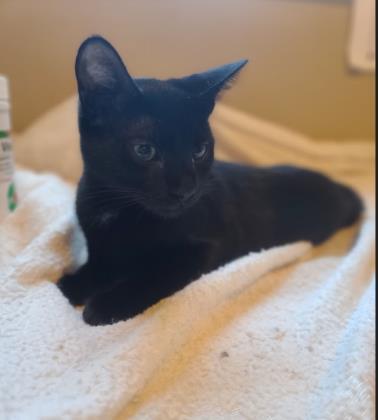 Enlarge Lily, a Adoptable Domestic Short Hair in Bloomsburg, PA image 1/1
