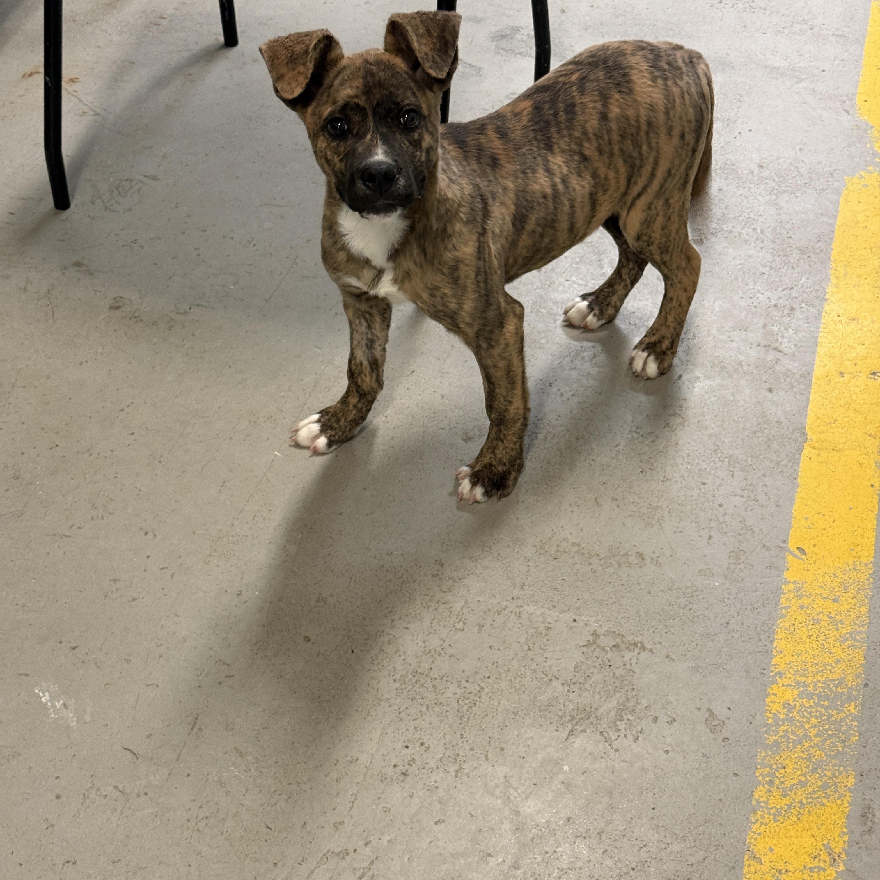 Sawyer 4375F, adopted, Puppy Male Mixed Breed.