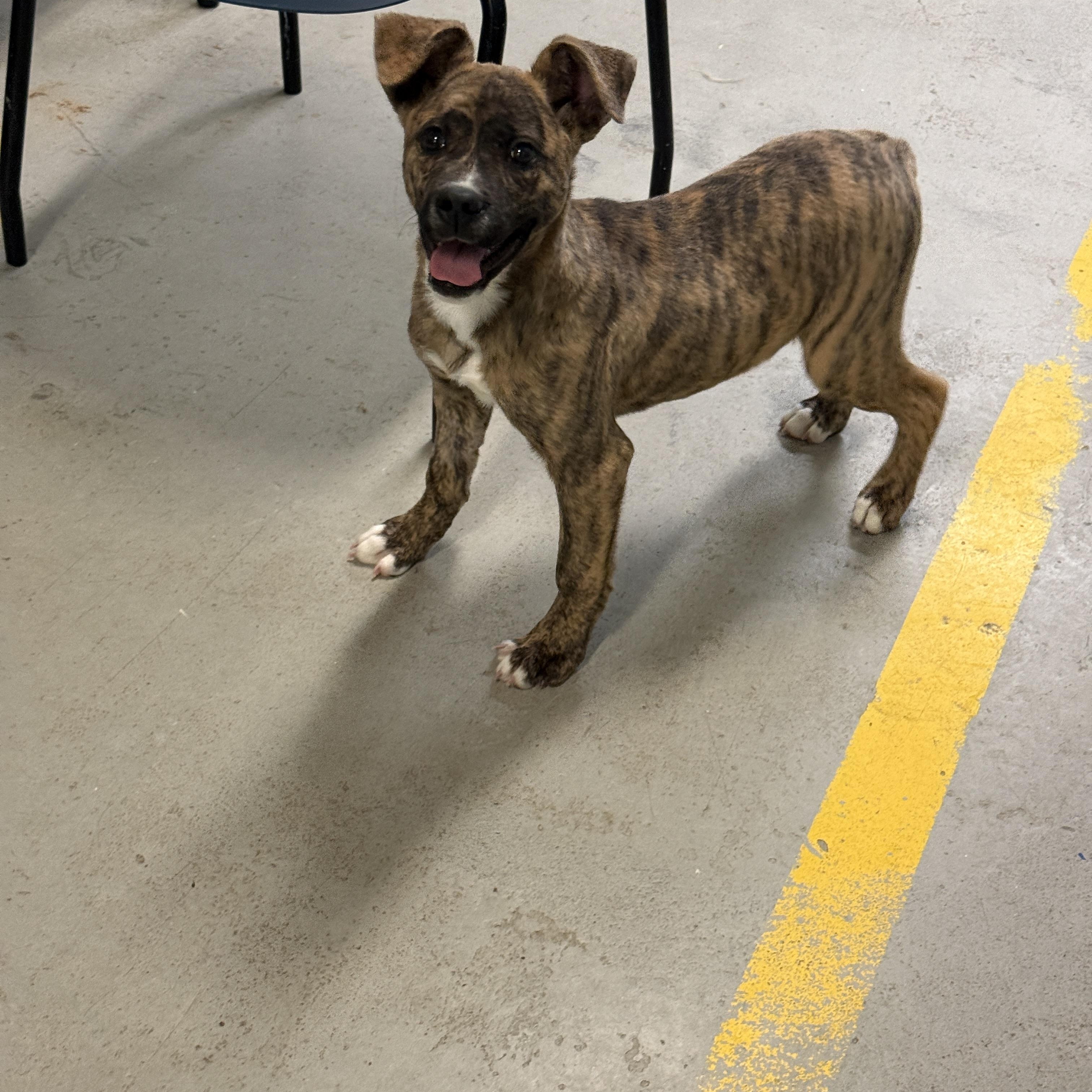 Enlarge Sawyer 4375F, an adopted mixed breed in Phoenix, AZ image 3/3