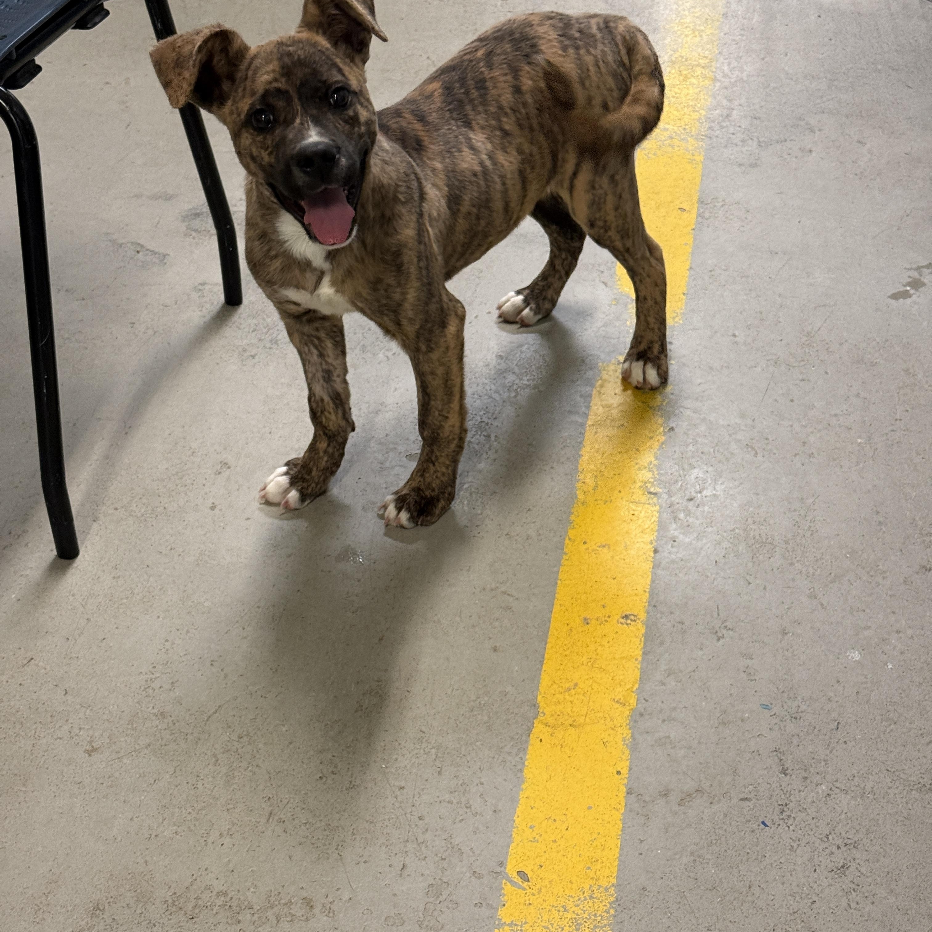 Enlarge Sawyer 4375F, an adopted mixed breed in Phoenix, AZ image 2/3