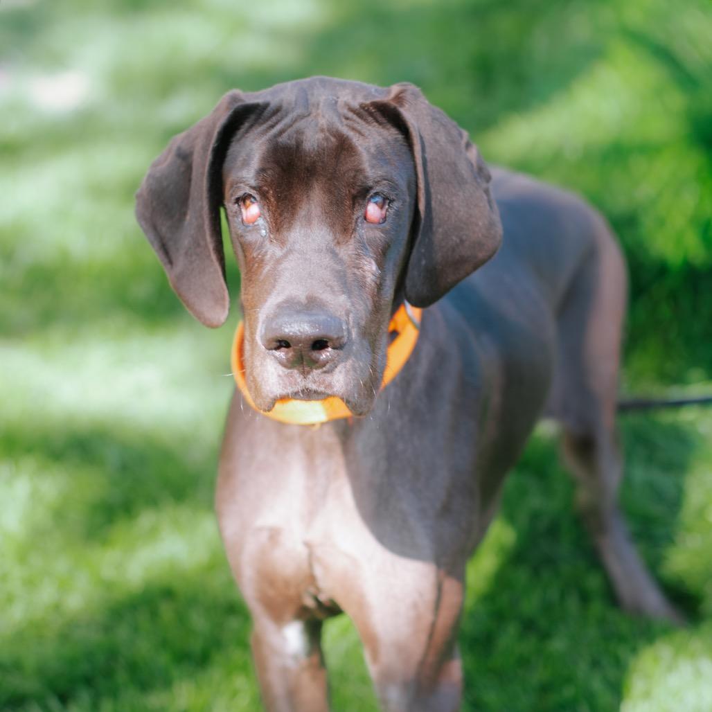 Enlarge Steele, a Adoptable Great Dane in Northbrook, IL image 1/2