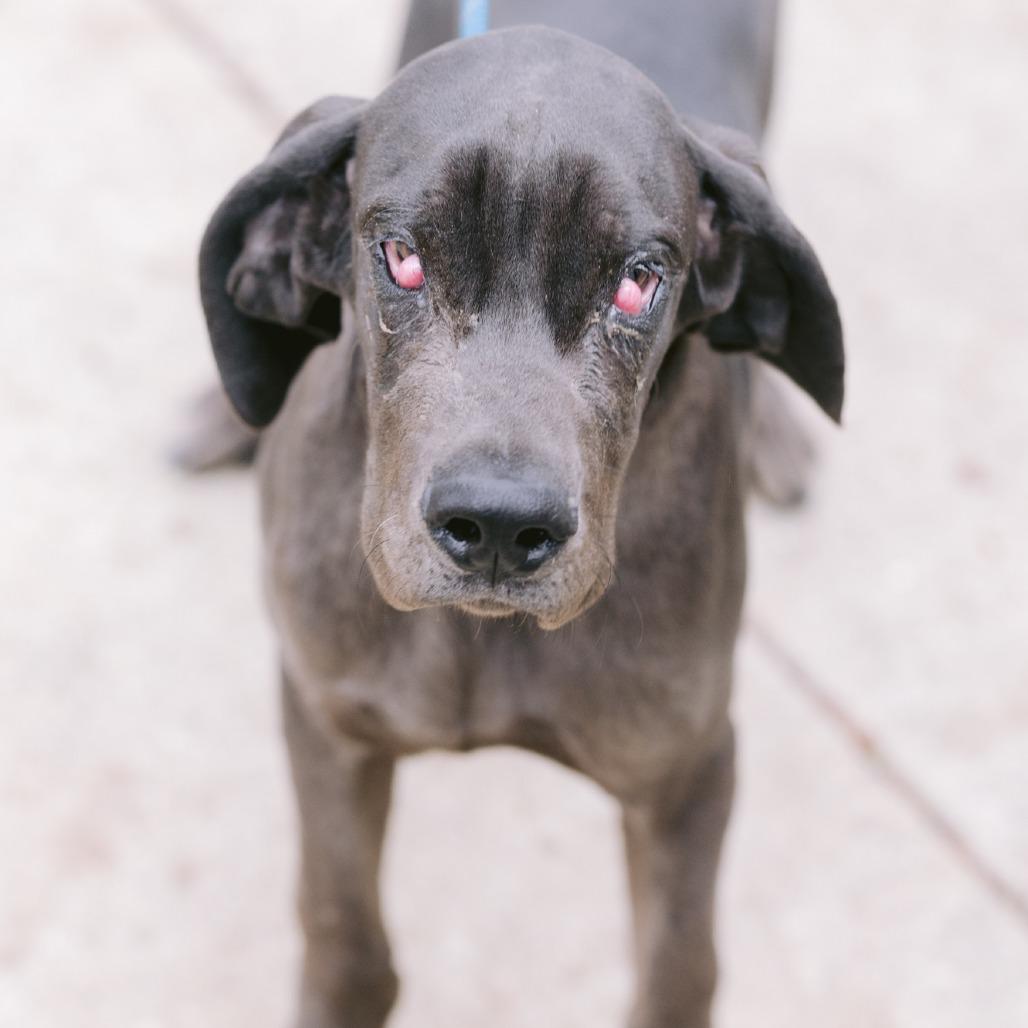 Enlarge Steele, a Adoptable Great Dane in Northbrook, IL image 2/2