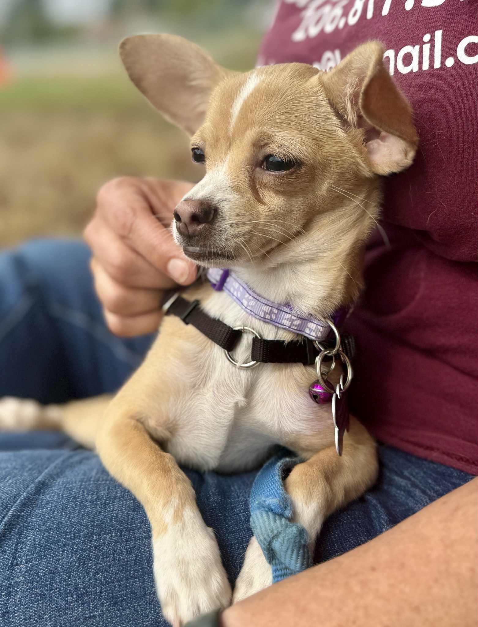 Tia, Adoptable, Puppy Female Chihuahua.