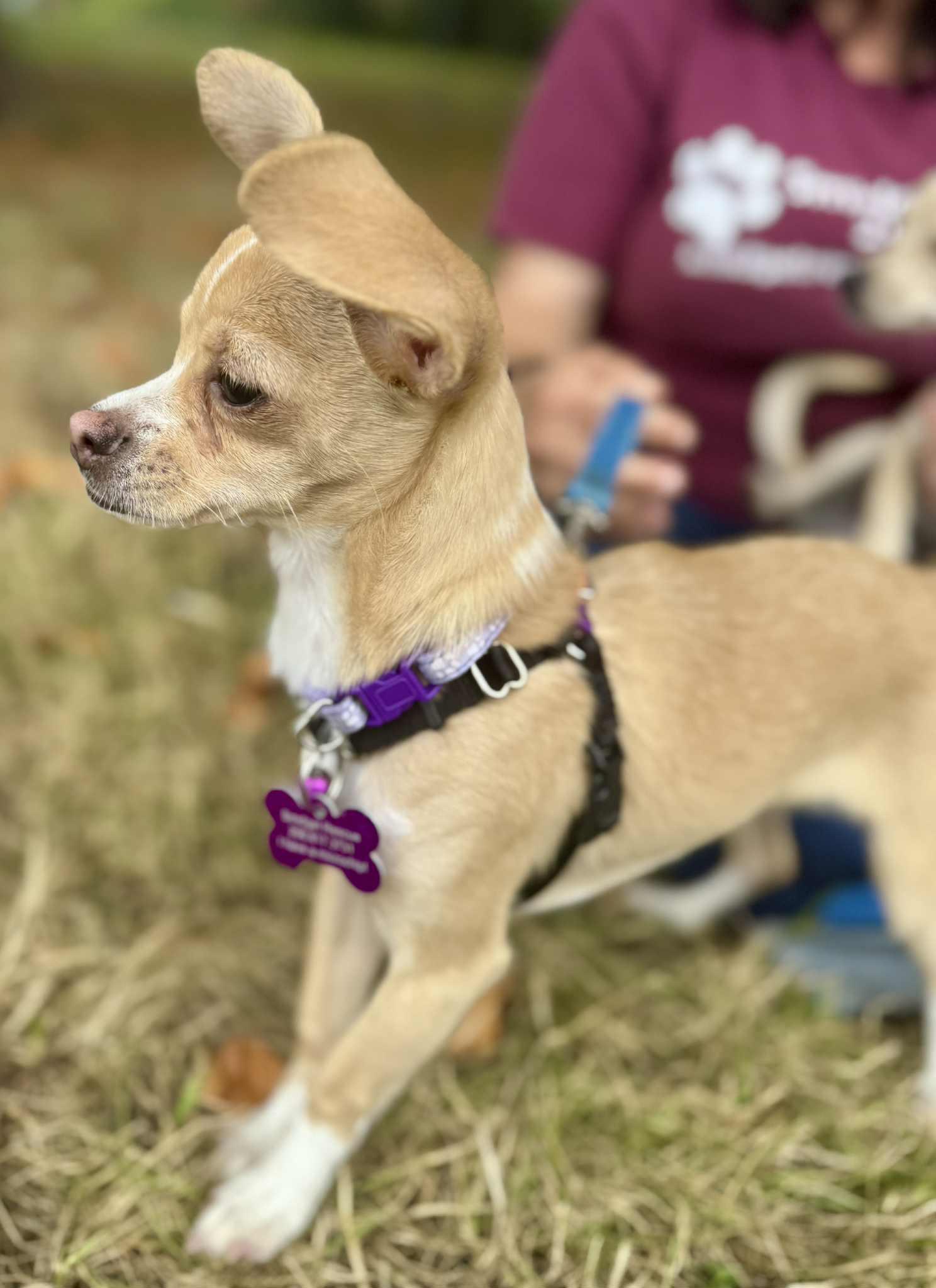 Tia, a Adoptable Chihuahua in Covington, WA image 2/5