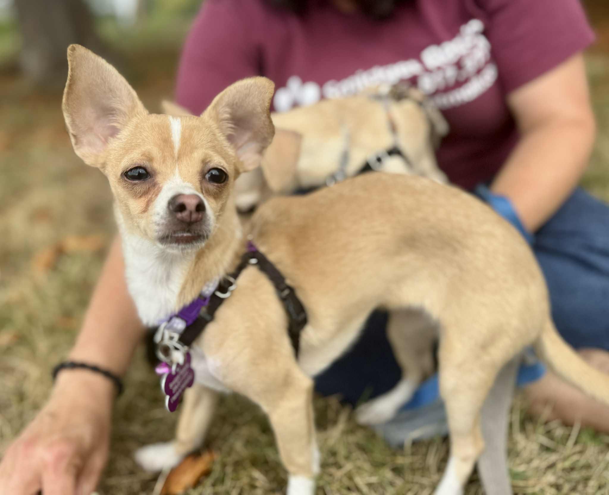 Tia, a Adoptable Chihuahua in Covington, WA image 3/5