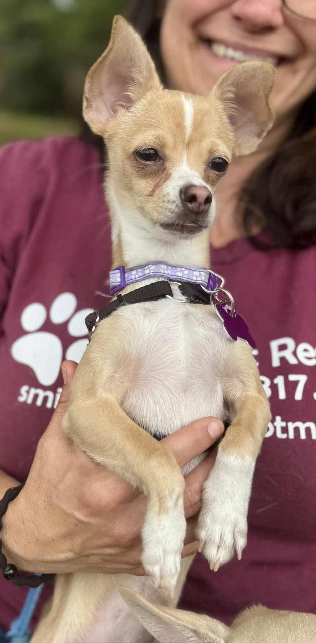 Tia, a Adoptable Chihuahua in Covington, WA image 4/5