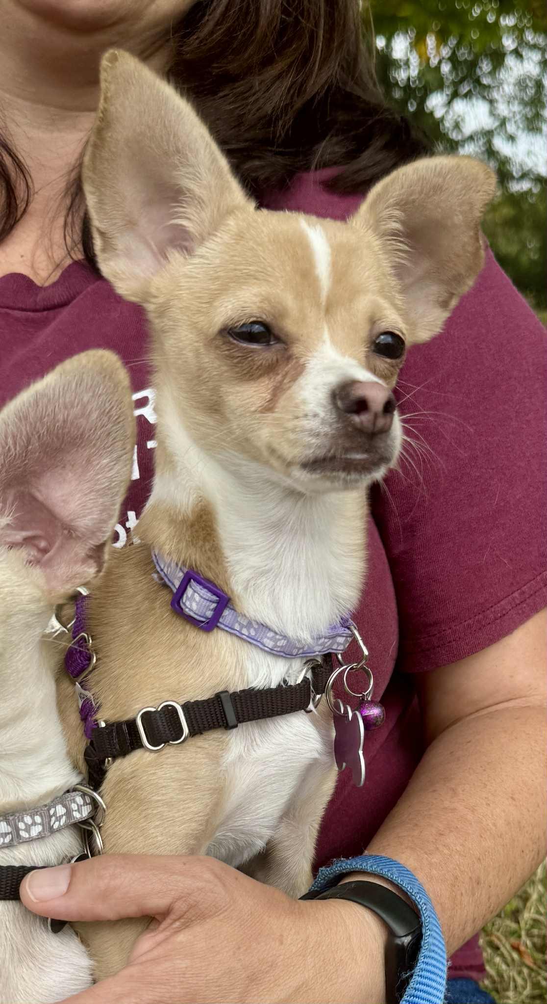 Tia, a Adoptable Chihuahua in Covington, WA image 5/5