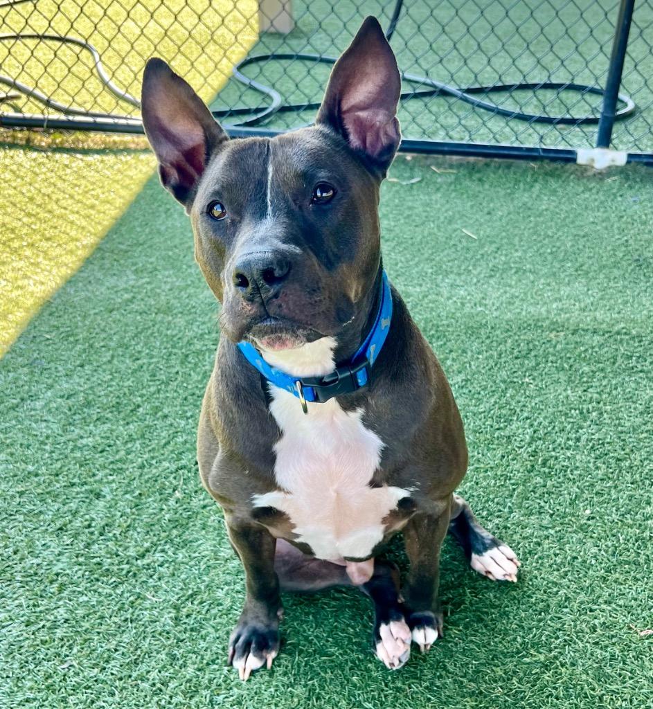 Enlarge Mugan, a Adoptable mixed breed in Columbia, IL image 4/6