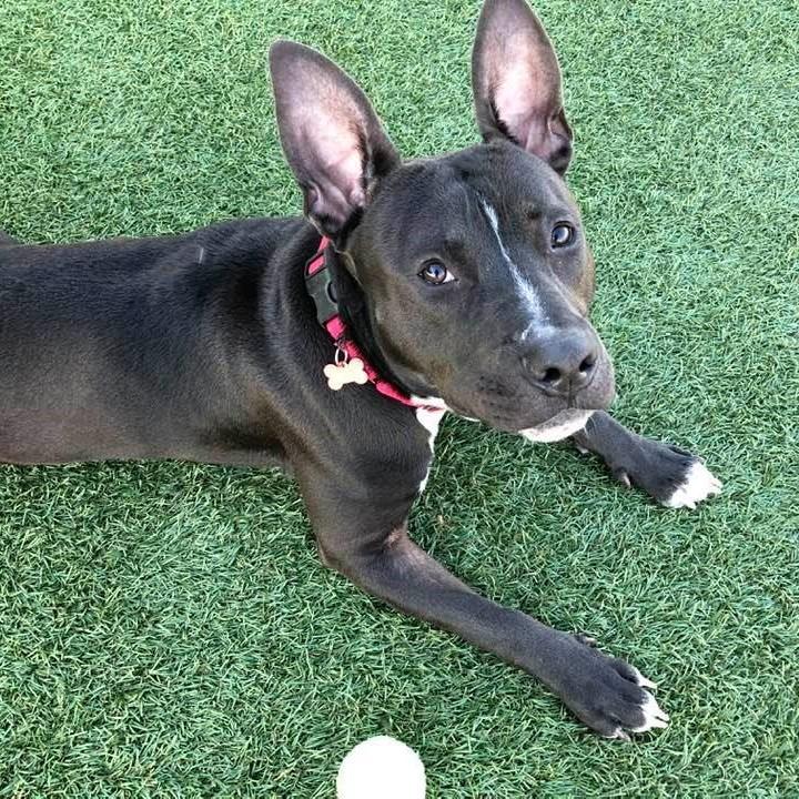 Enlarge Mugan, a Adoptable mixed breed in Columbia, IL image 1/6