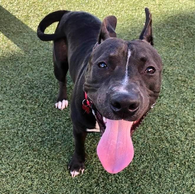 Enlarge Mugan, a Adoptable mixed breed in Columbia, IL image 1/6