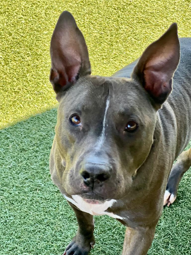 Enlarge Mugan, a Adoptable mixed breed in Columbia, IL image 6/6