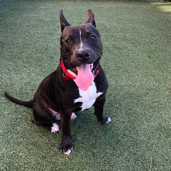 Enlarge Mugan, a Adoptable mixed breed in Columbia, IL image 2/6