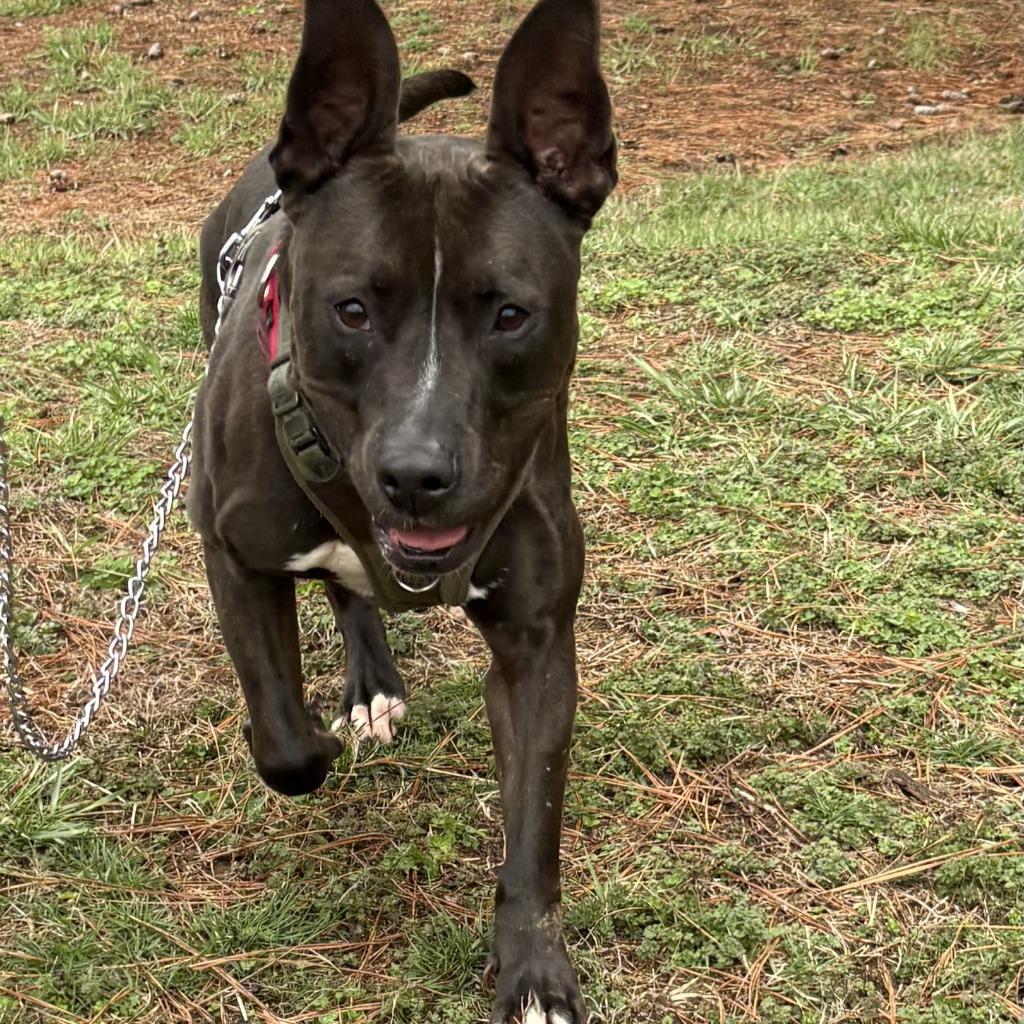 Mugan, Adoptable, Adult Male Pit Bull Terrier.