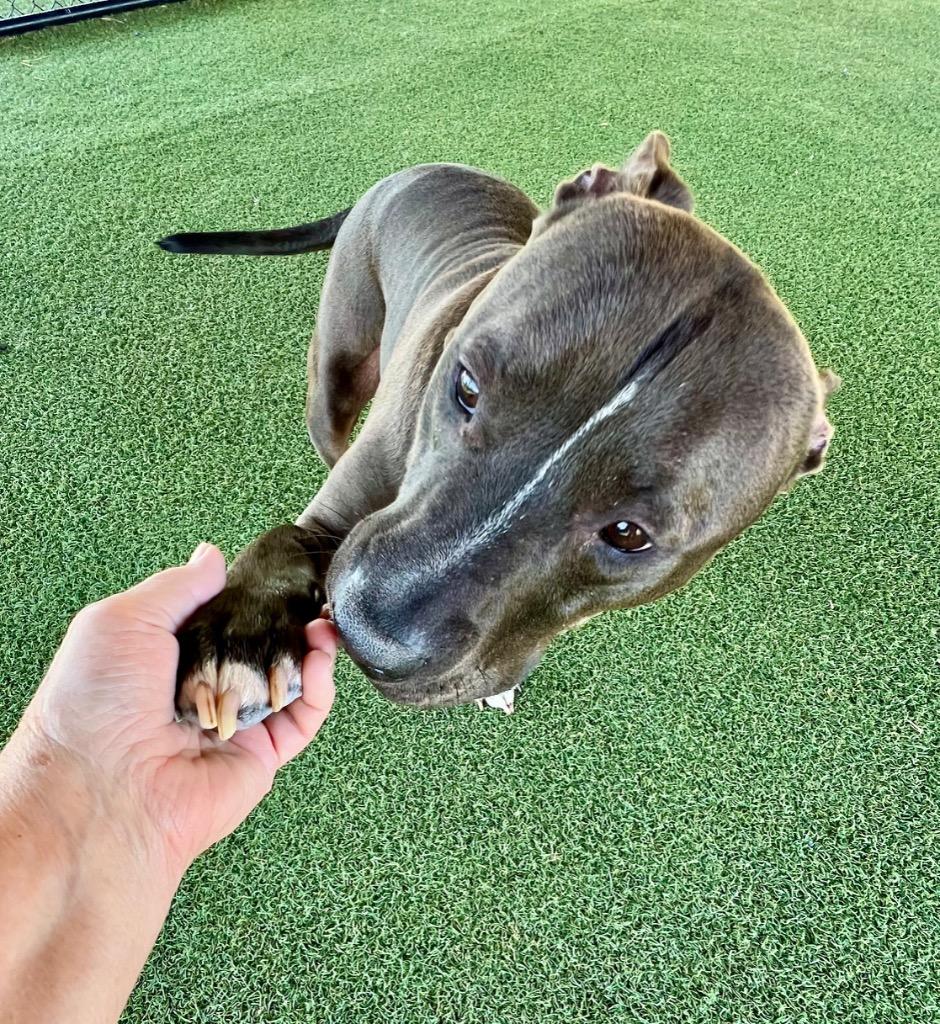 Enlarge Mugan, a Adoptable mixed breed in Columbia, IL image 6/6