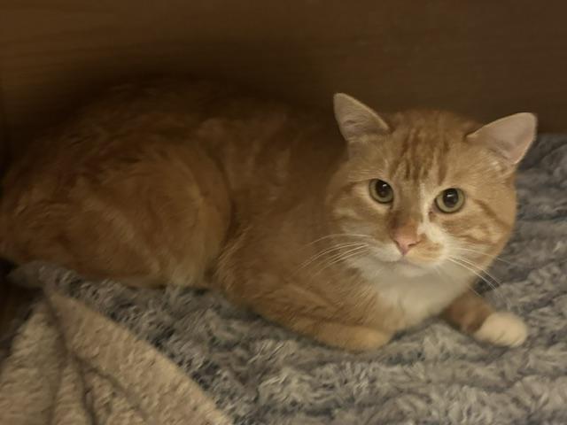 Nimbus, ADOPTABLE, Adult Male Domestic Short Hair.