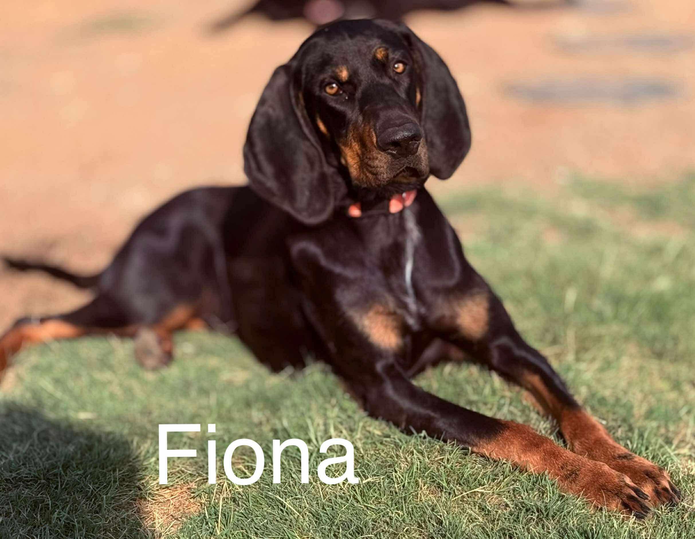 Enlarge Fiona, a Adopted Black and Tan Coonhound in Covington, TX image 1/2