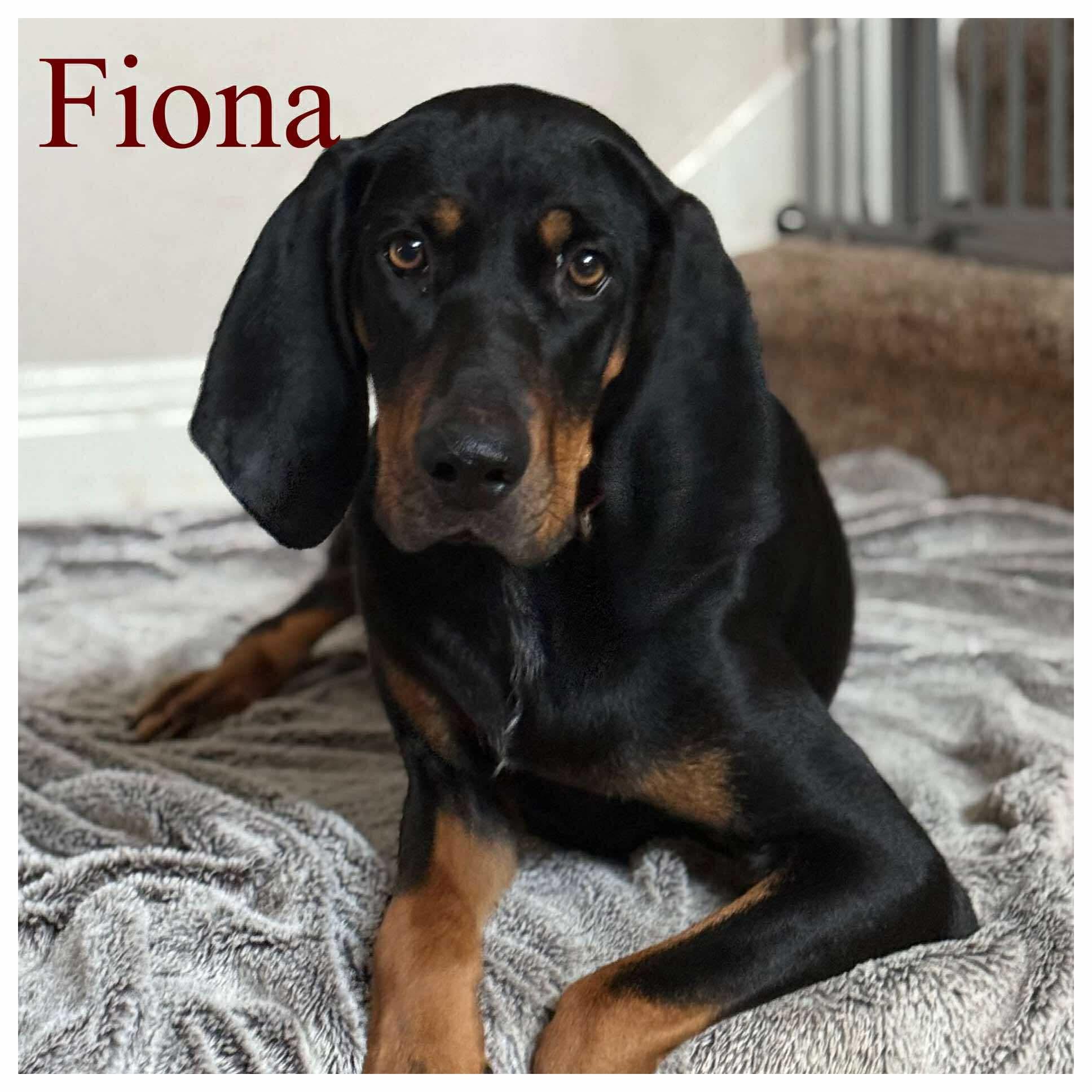 Enlarge Fiona, a Adopted Black and Tan Coonhound in Covington, TX image 2/2