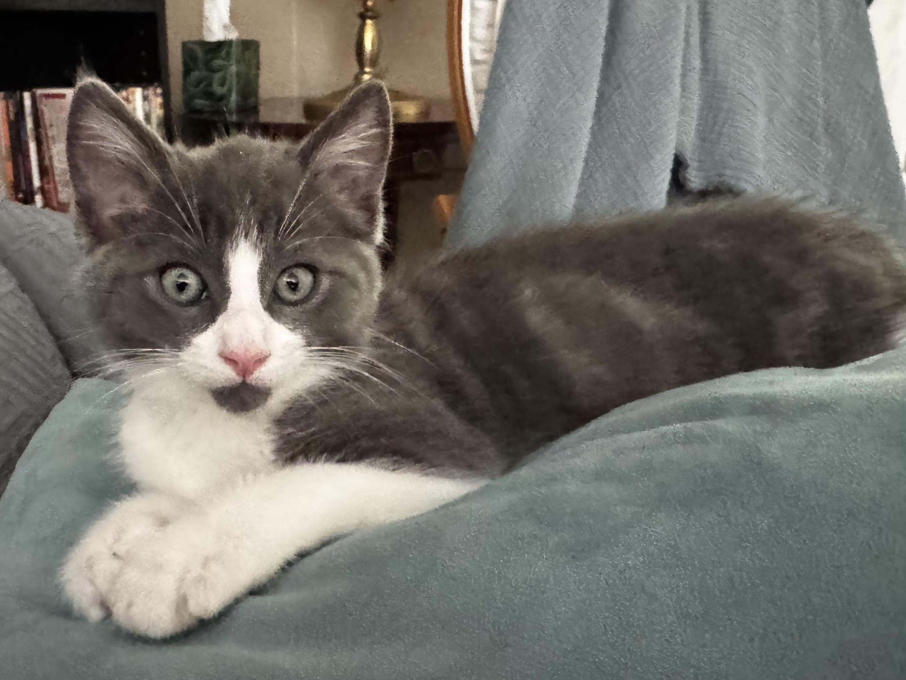 Enlarge Greyson, a Adopted mixed breed in Yorba Linda, CA image 3/6