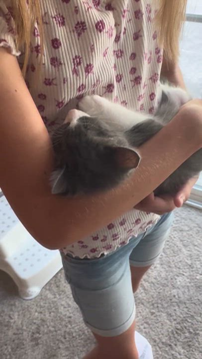 Enlarge Greyson, a Adopted mixed breed in Yorba Linda, CA video 5/6