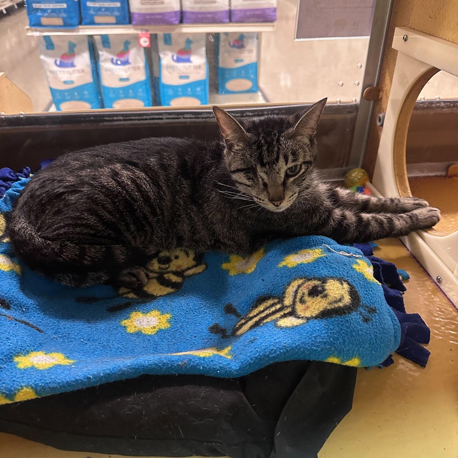 Jack Jack, Adoptable, Adult Male Domestic Short Hair.