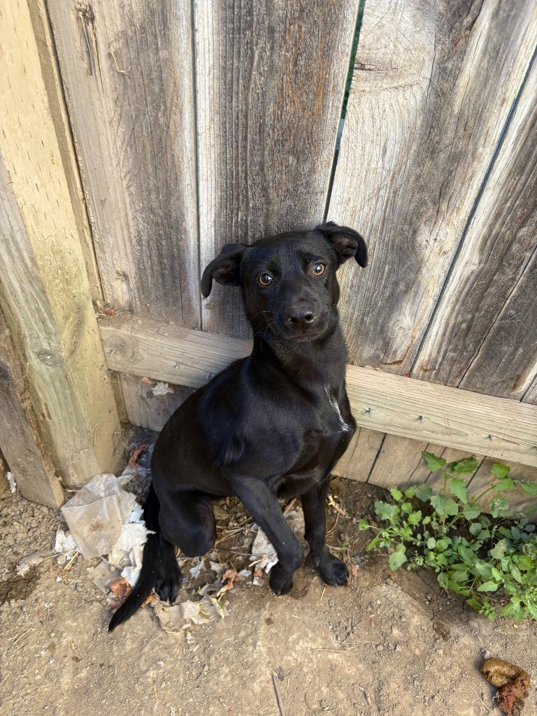 Salem, Adoptable, Puppy Female Whippet & Australian Kelpie.