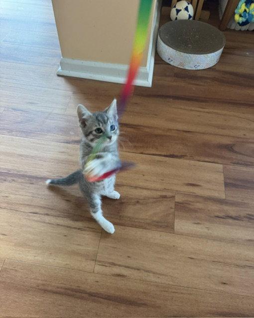 Violet, a Adopted Domestic Short Hair in Rochester, NY image 1/3