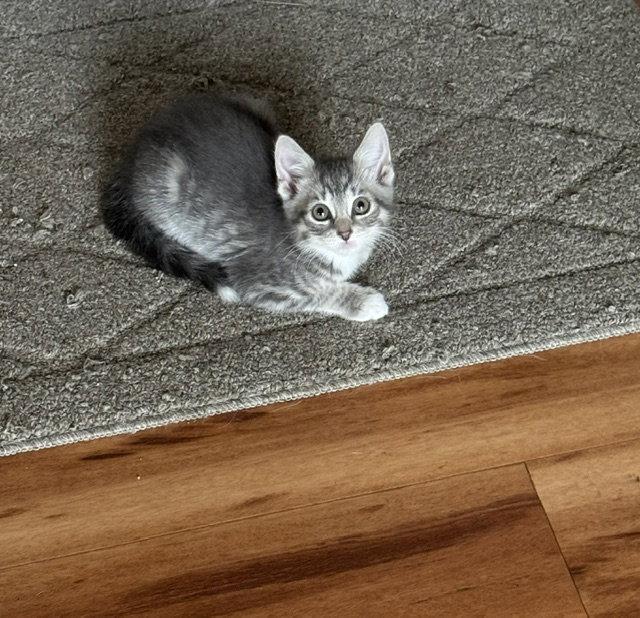 Violet, a Adopted Domestic Short Hair in Rochester, NY image 2/3