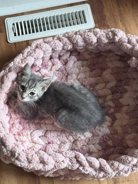 Violet, a Adopted Domestic Short Hair in Rochester, NY image 3/3