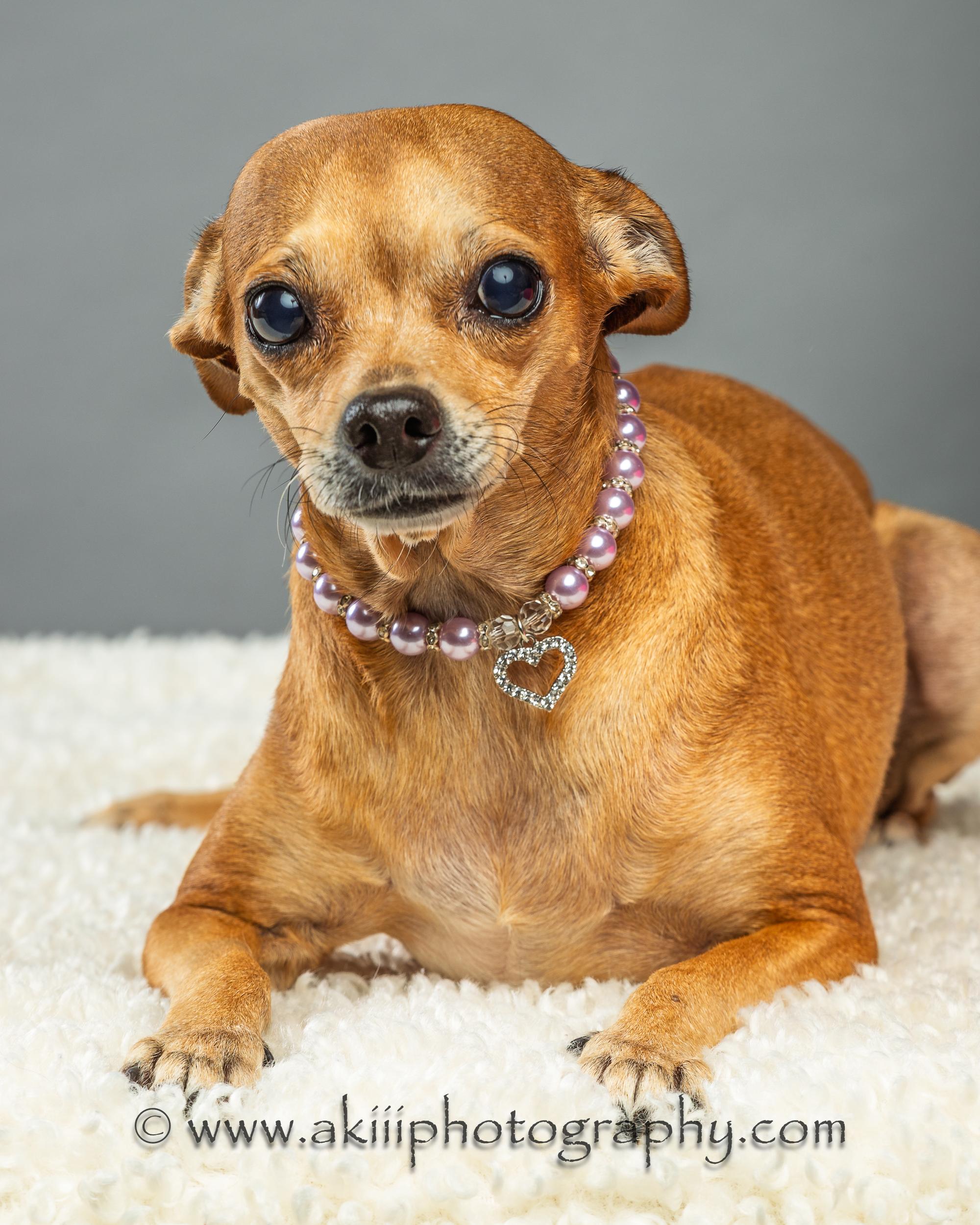 Enlarge Cassie, a ADOPTABLE Chihuahua in Plano, TX image 6/6