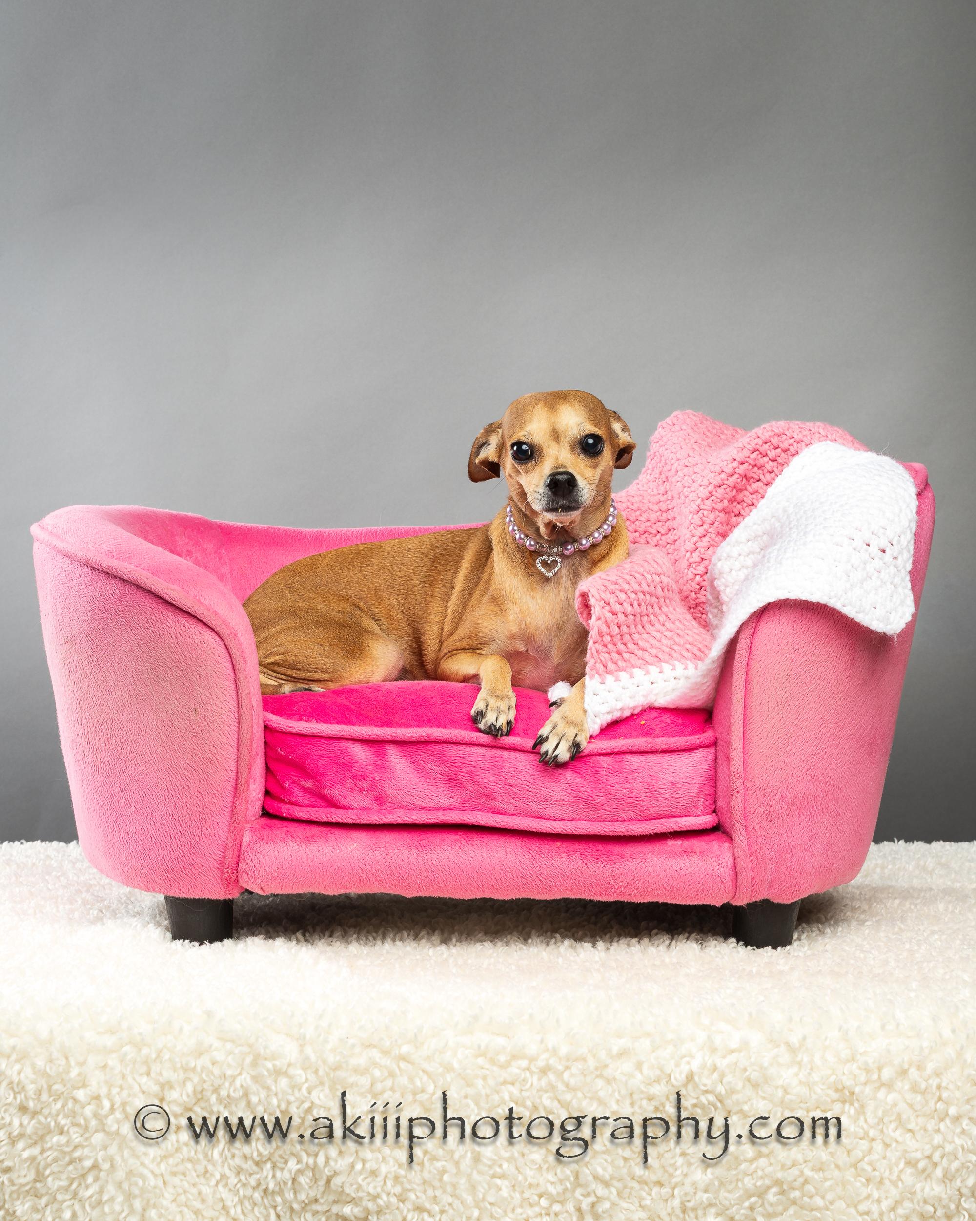 Enlarge Cassie, a ADOPTABLE Chihuahua in Plano, TX image 2/6