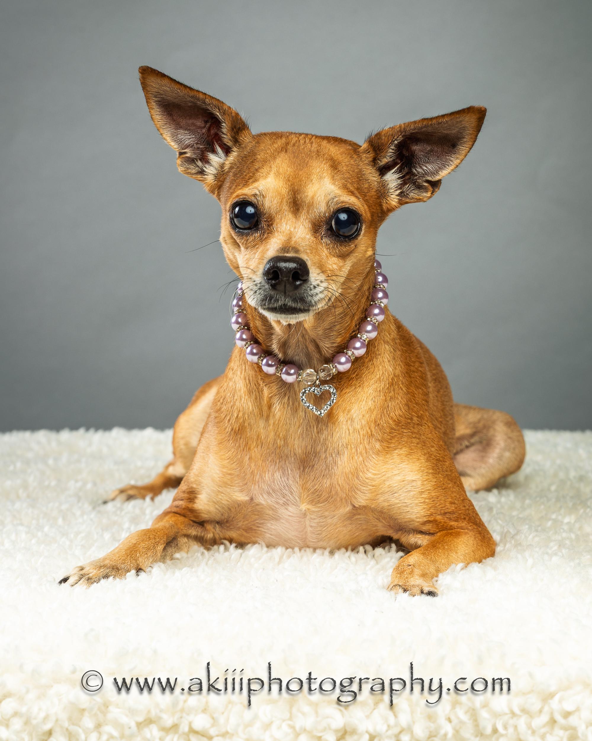 Cassie, ADOPTABLE, Adult Female Chihuahua.