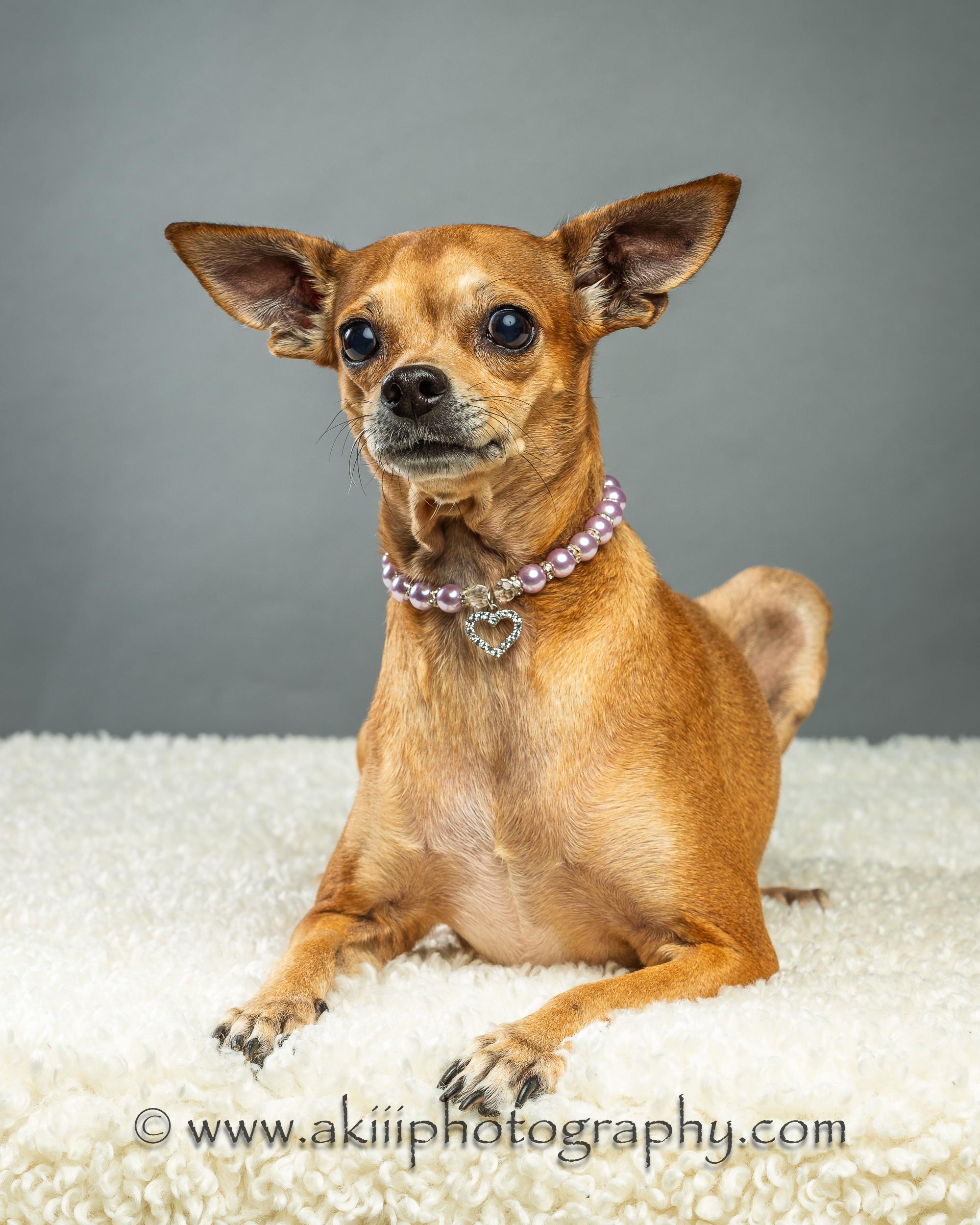 Enlarge Cassie, a ADOPTABLE Chihuahua in Plano, TX image 3/6