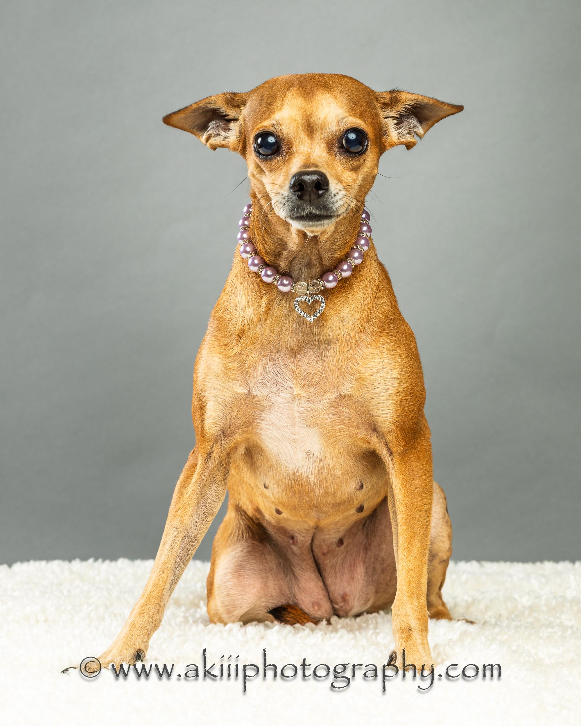 Enlarge Cassie, a ADOPTABLE Chihuahua in Plano, TX image 4/6