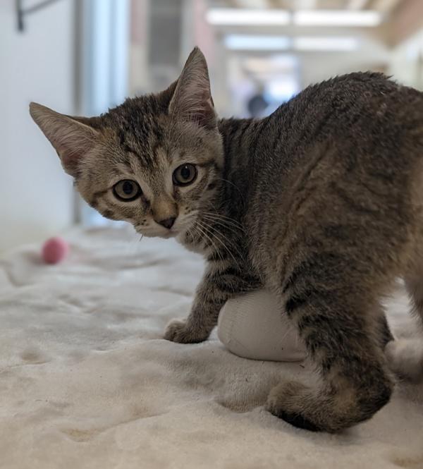 Beatrice, Adoptable, Kitten Female Domestic Short Hair.