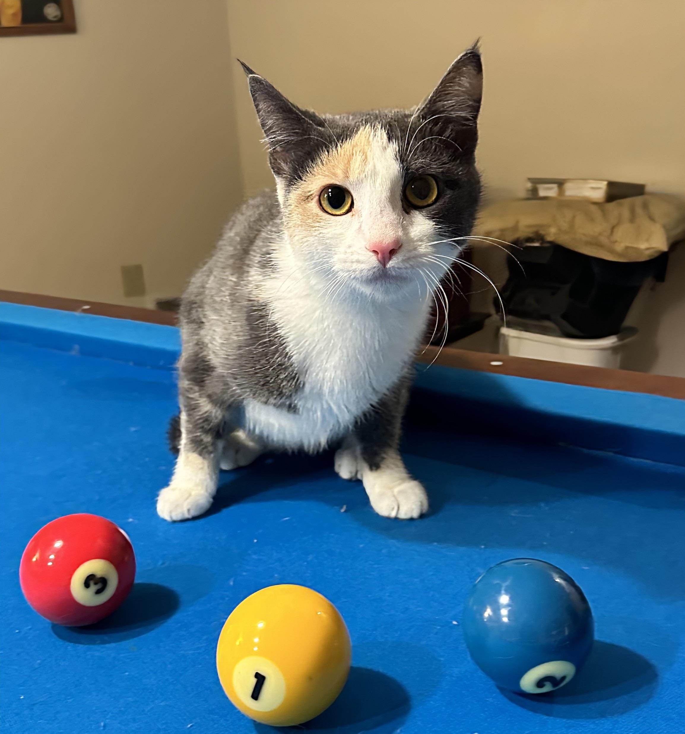 Dewey, Adoptable, Young Female Domestic Short Hair.