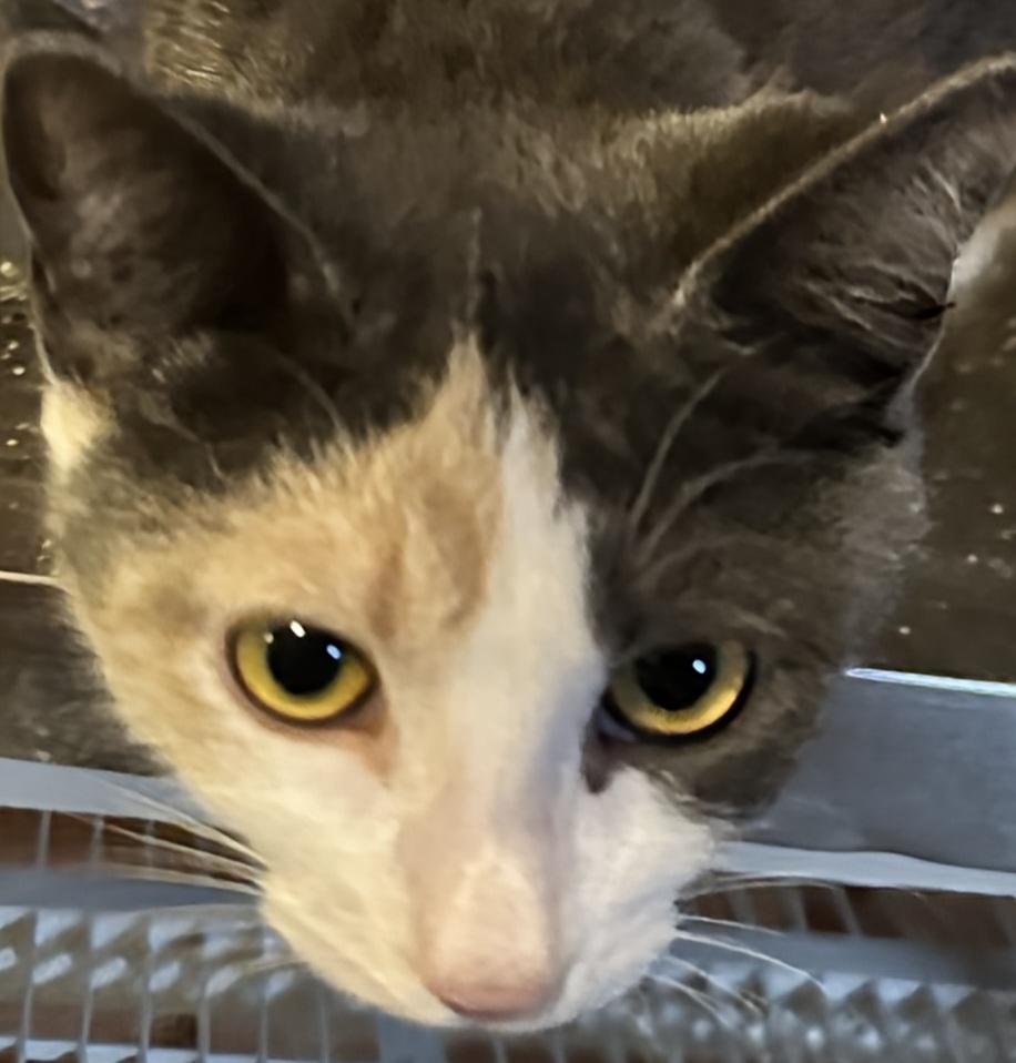 Enlarge Dewey, a Adoptable Domestic Short Hair in Boiling Springs, PA image 2/3