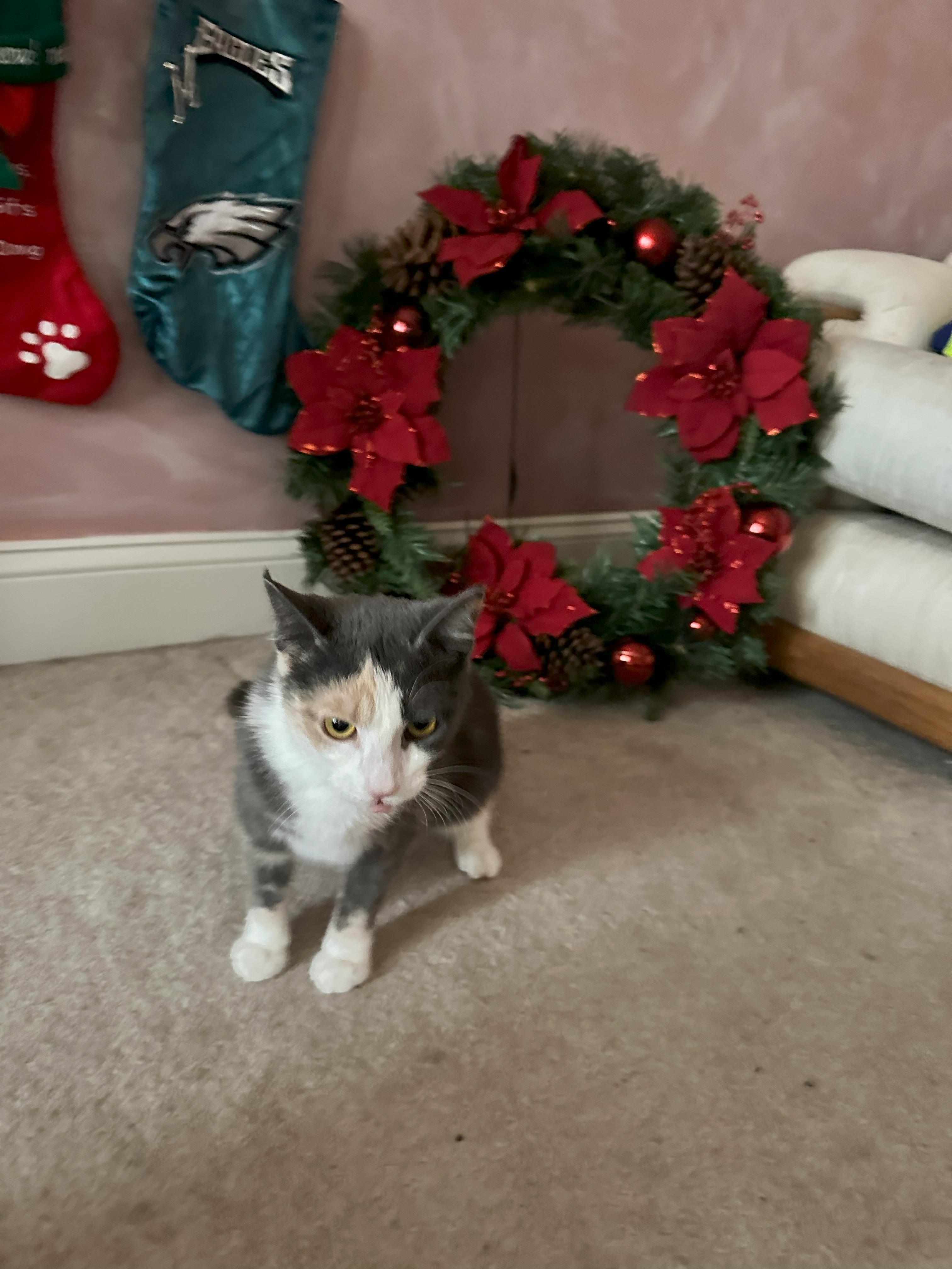 Enlarge Dewey, a Adoptable Domestic Short Hair in Boiling Springs, PA image 3/3