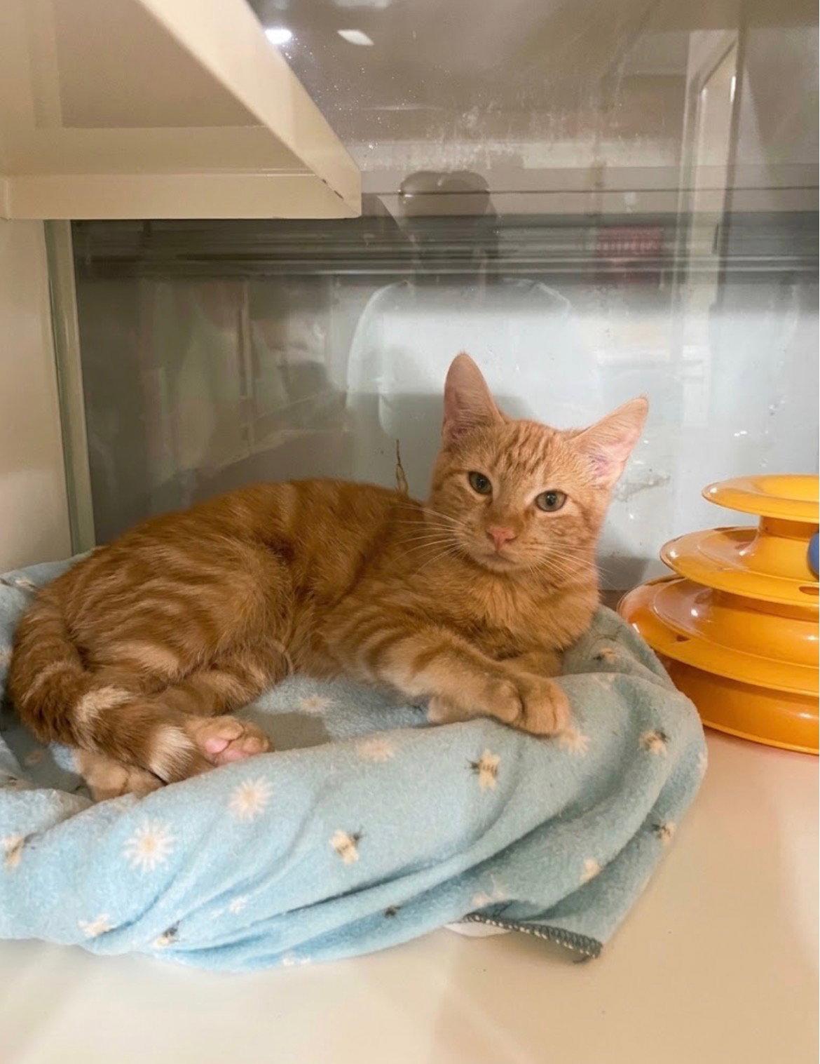 Butch, Adoptable, Young Male Domestic Short Hair.