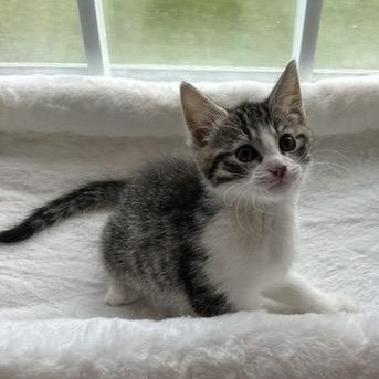 HASH BROWN, adoptable, Kitten Male Domestic Short Hair & Domestic Medium Hair.