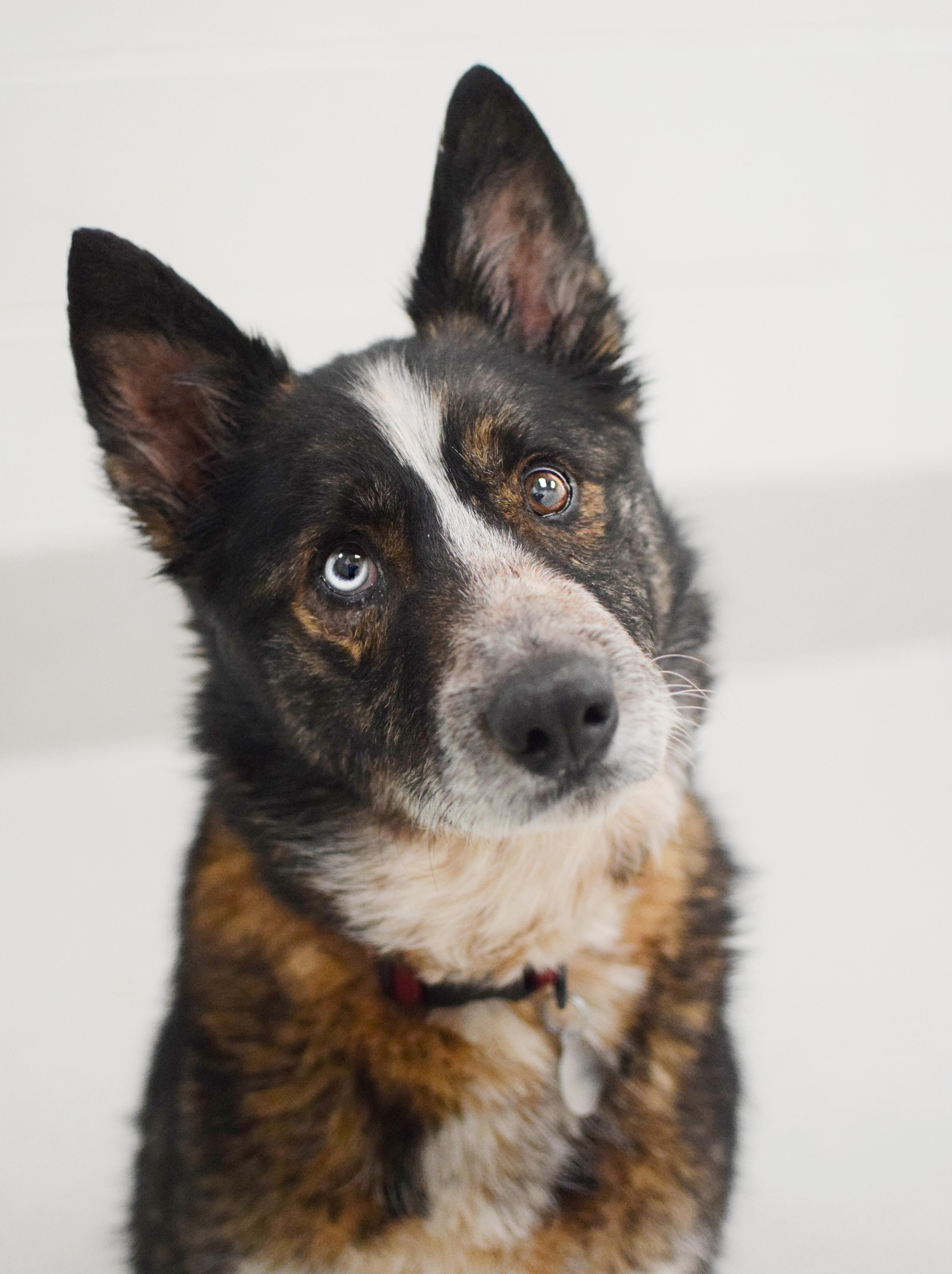 Enlarge Roman, a ADOPTABLE mixed breed in Pontiac, MI image 1/1